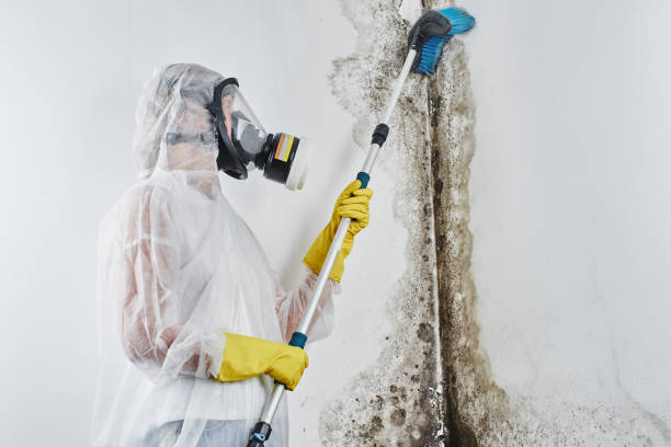 Best Certified Mold Removal  in Springboro, OH