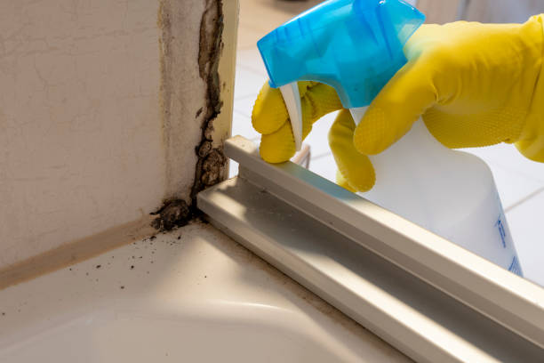 Best Affordable Mold Removal  in Springboro, OH