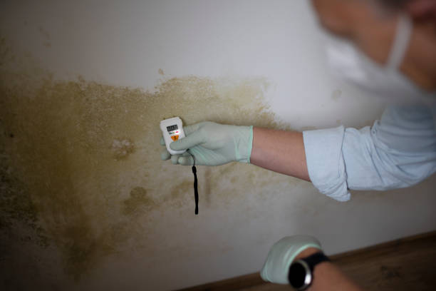 Best Fast Mold Removal  in Springboro, OH