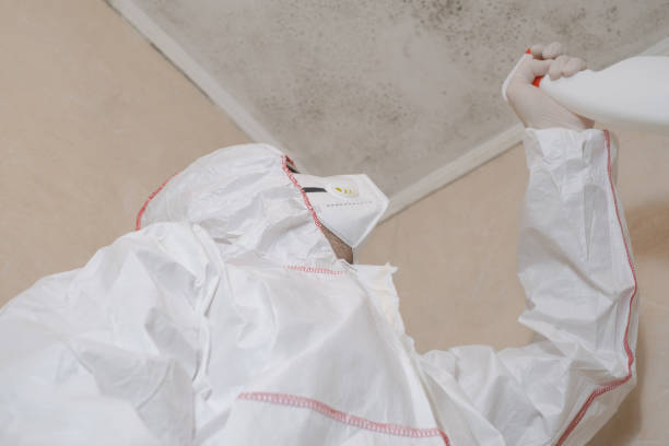 Best Mold Removal and Inspection  in Springboro, OH