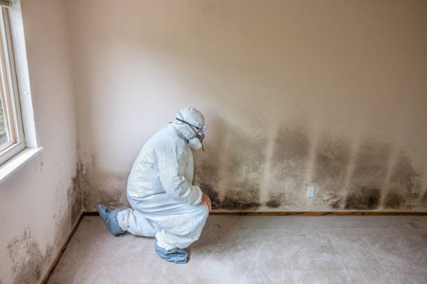 Best Mold Removal Process  in Springboro, OH