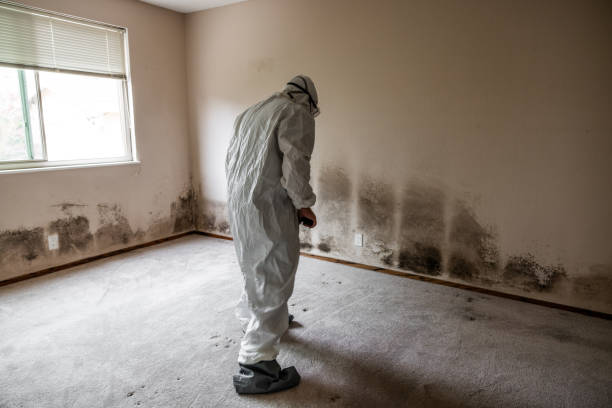 Best Home Mold Removal  in Springboro, OH