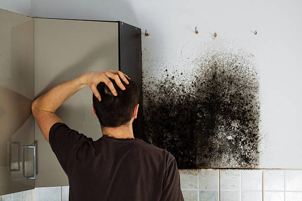 Best Mold Removal Company Near Me  in Springboro, OH